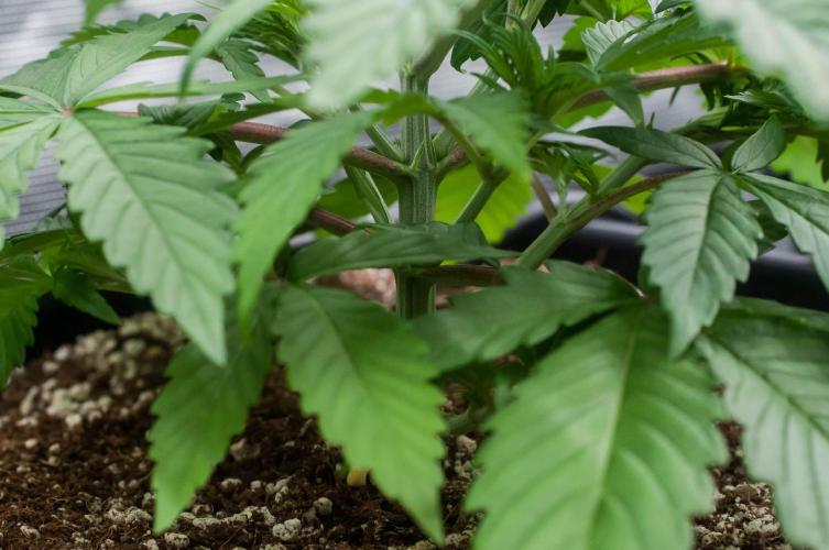 Blue Zushi. Week 3 - day19