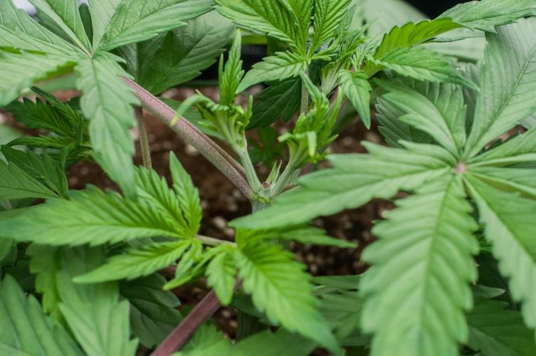 Blue Zushi. Week 3 - day19