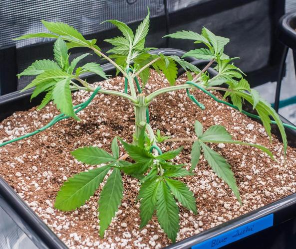 Blue Zushi. Week 3 - day21