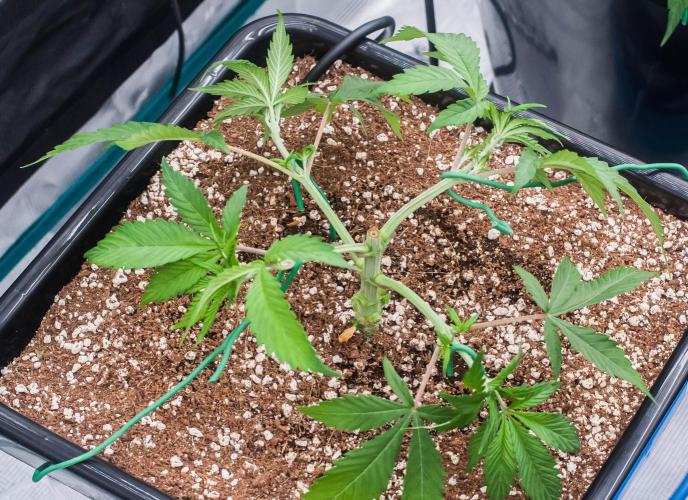 Blue Zushi. Week 3 - day21