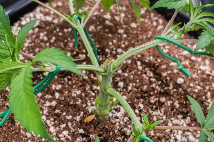 Blue Zushi. Week 3 - day21