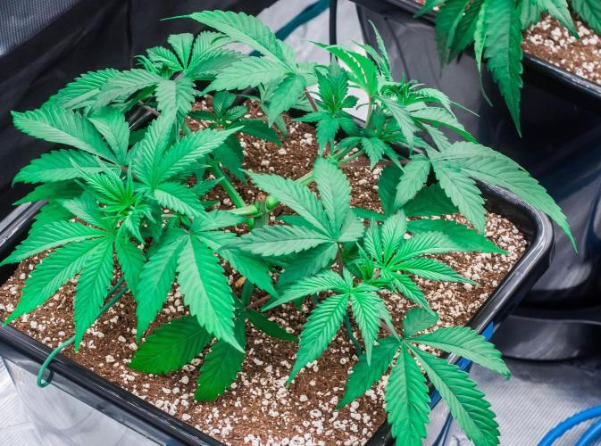 Blue Zushi. Week 3 - day23