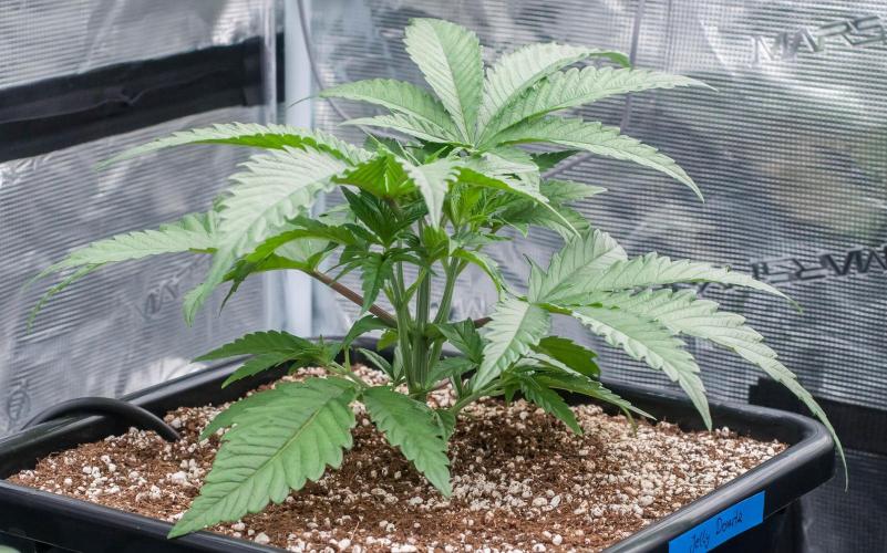 Jelly Donutz. Week 3 - day19