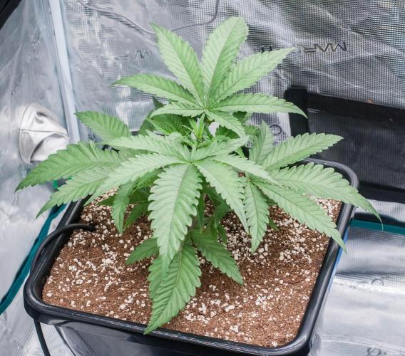 Jelly Donutz. Week 3 - day19