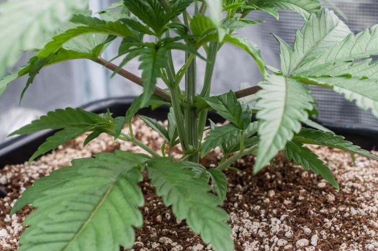 Jelly Donutz. Week 3 - day19