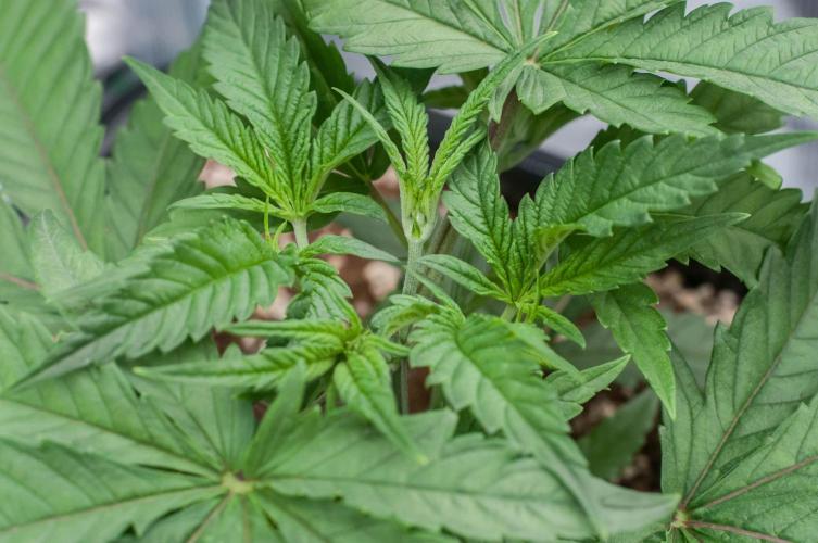 Jelly Donutz. Week 3 - day19