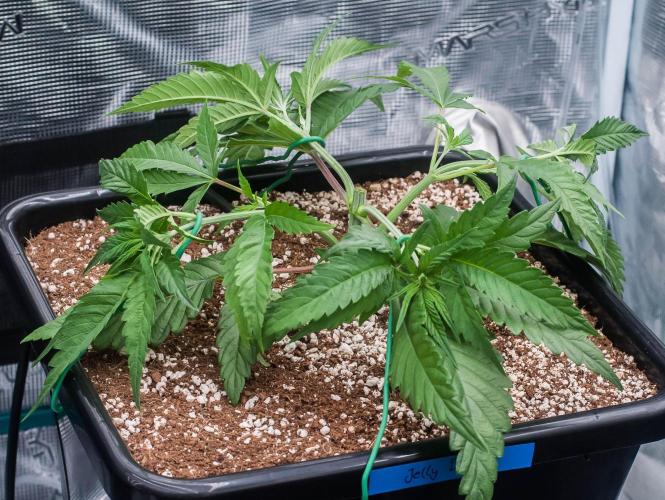 Jelly Donutz. Week 3 - day21