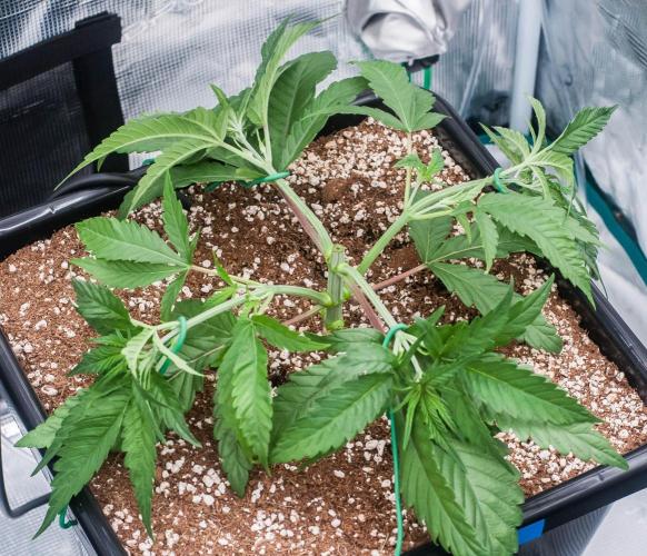 Jelly Donutz. Week 3 - day21