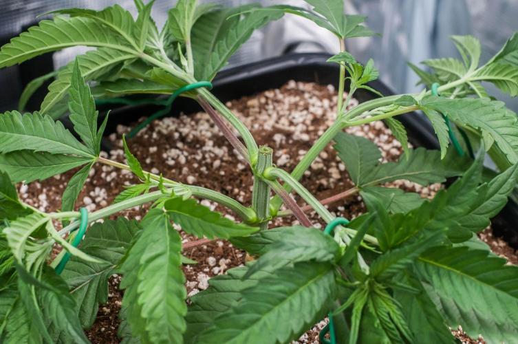 Jelly Donutz. Week 3 - day21