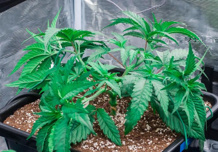 Jelly Donutz. Week 3 - day23