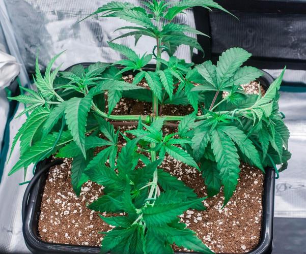 Jelly Donutz. Week 3 - day23