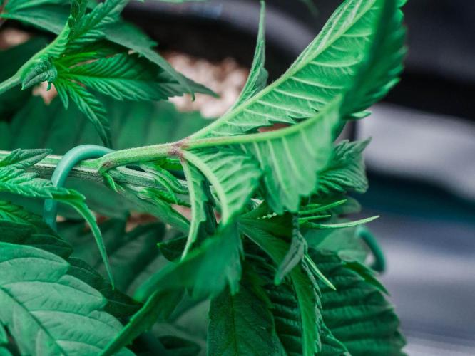 Jelly Donutz. Week 3 - day23