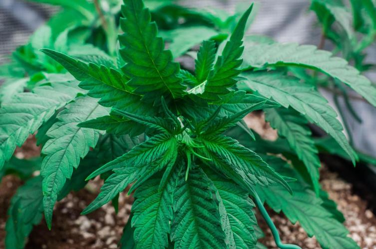 Jelly Donutz. Week 3 - day23