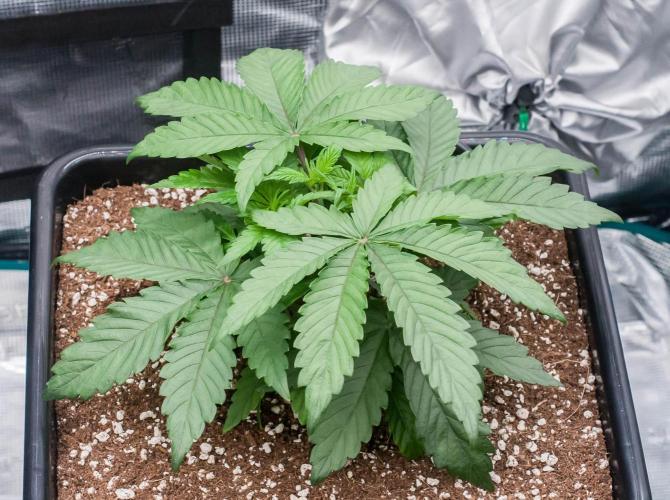 Papaya Frosting. Week 3 - day19