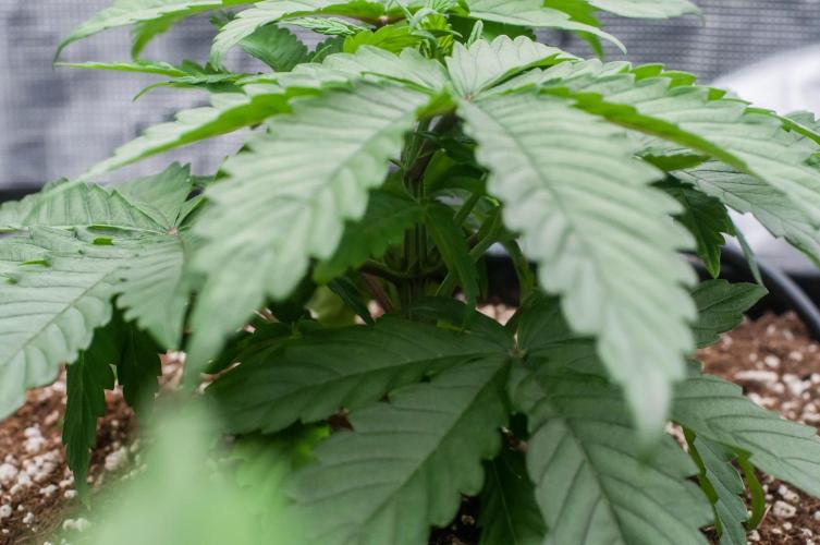 Papaya Frosting. Week 3 - day19