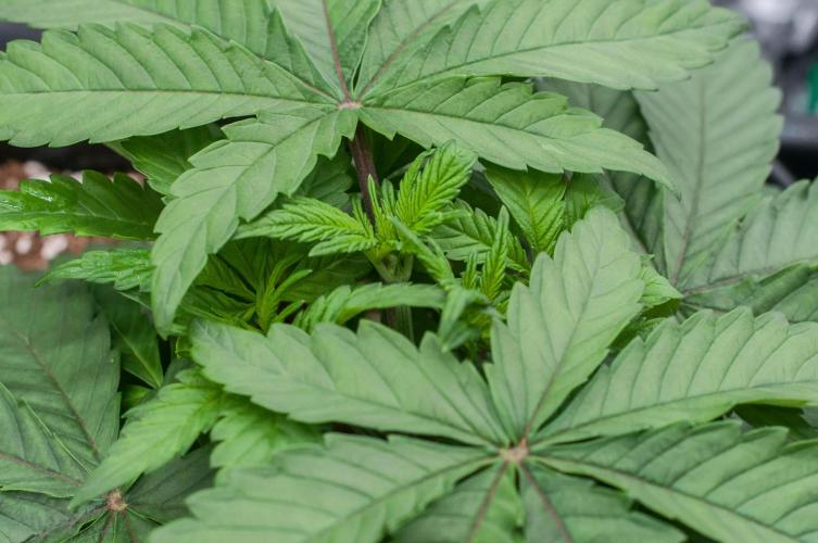 Papaya Frosting. Week 3 - day19