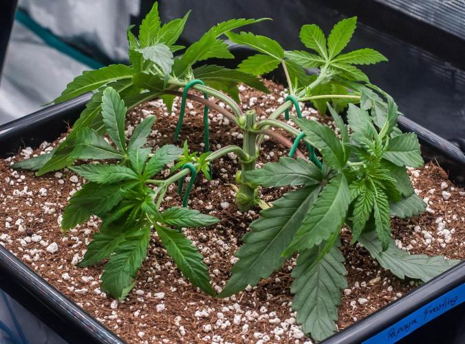 Papaya Frosting. Week 3 - day21