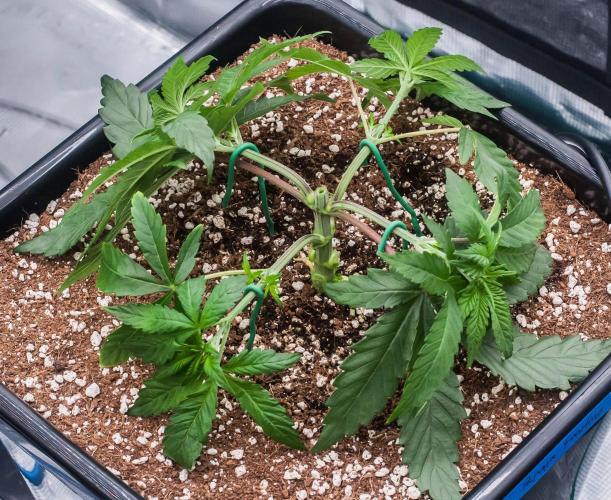 Papaya Frosting. Week 3 - day21