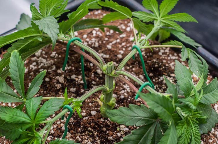 Papaya Frosting. Week 3 - day21