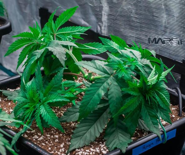 Papaya Frosting. Week 3 - day23