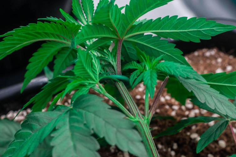 Papaya Frosting. Week 3 - day23