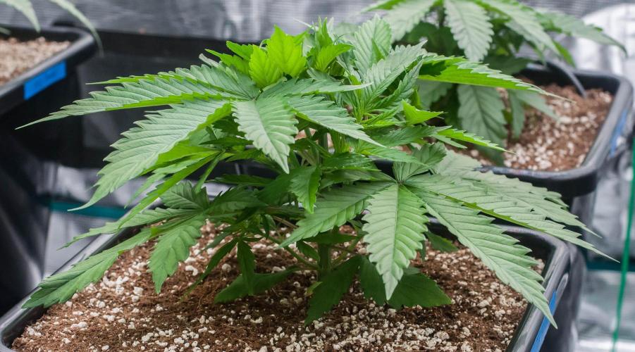 Red Hot Cookies. Week 3 - day19