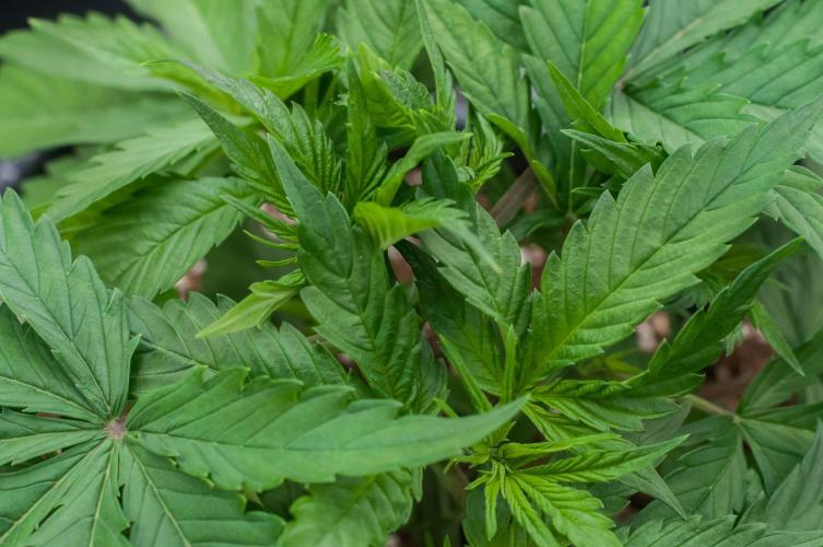 Red Hot Cookies. Week 3 - day19