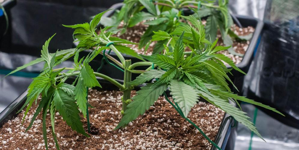 Red Hot Cookies. Week 3 - day21