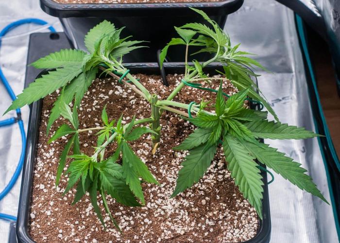 Red Hot Cookies. Week 3 - day21