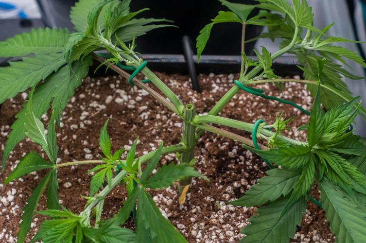 Red Hot Cookies. Week 3 - day21