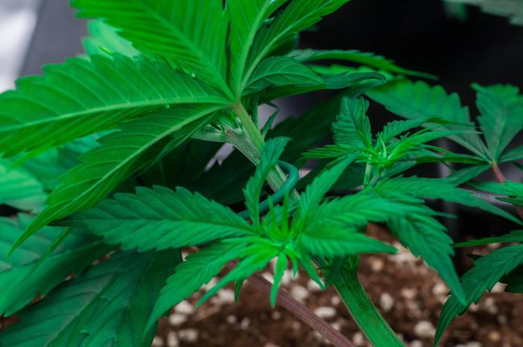 Red Hot Cookies. Week 3 - day23