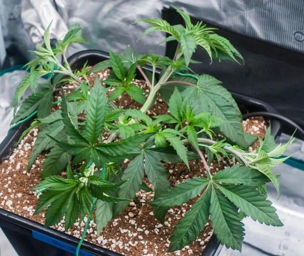 Black Cherry Gushers. Week 4