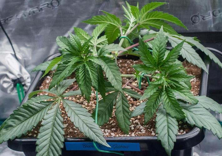 Black Cherry Gushers. Week 4 - Day23