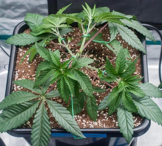 Black Cherry Gushers. Week 4 - day23