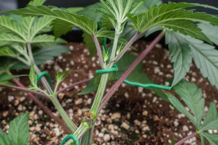 Black Cherry Gushers. Week 4 - day23