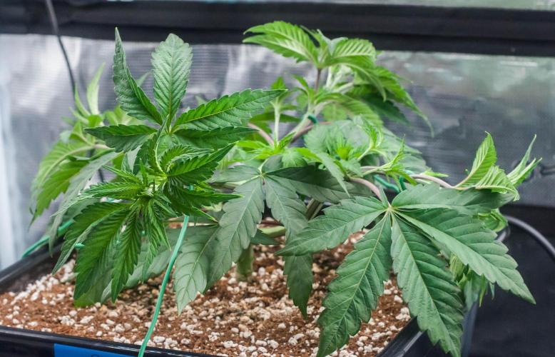 Black Cherry Gushers. Week 4 - day27