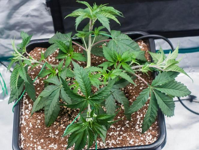Black Cherry Gushers. Week 4 - day27