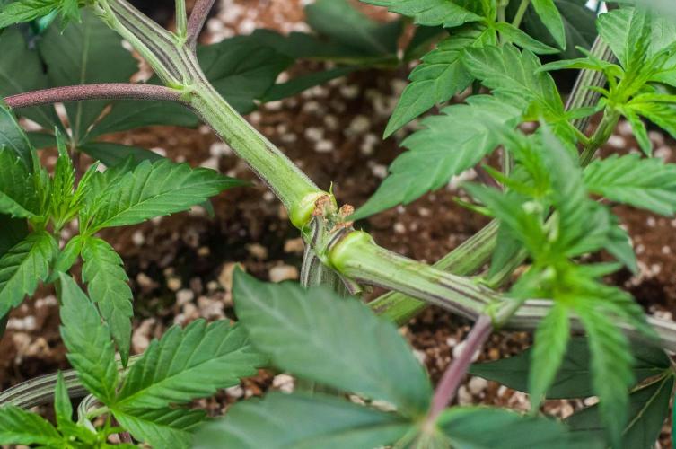 Black Cherry Gushers. Week 4 - day27