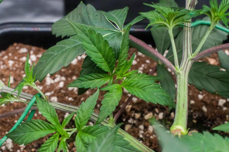 Black Cherry Gushers. Week 4 - day27