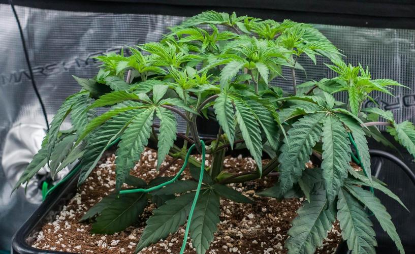 Black Cherry Gushers. Week 4 - day32