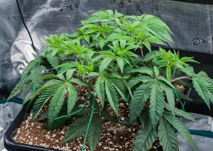 Black Cherry Gushers. Week 4 - day32