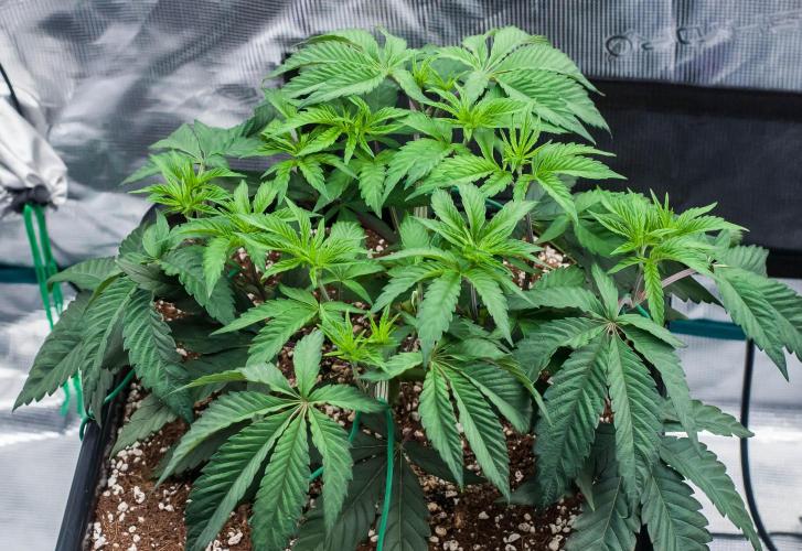 Black Cherry Gushers. Week 4 - day32