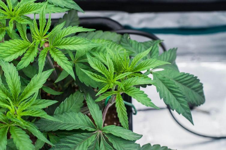 Black Cherry Gushers. Week 4 - day32