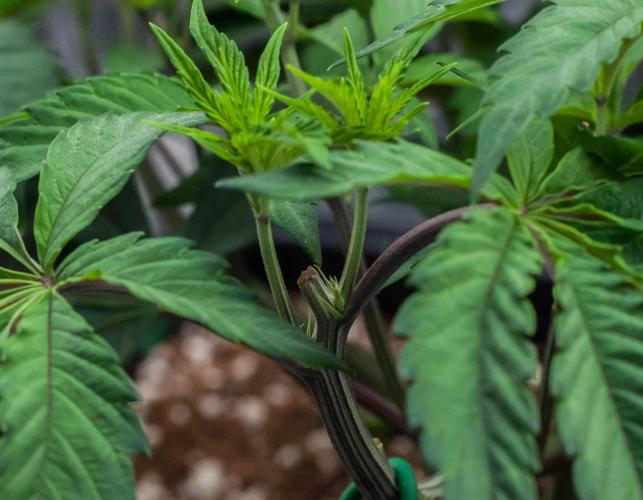 Black Cherry Gushers. Week 4 - day32