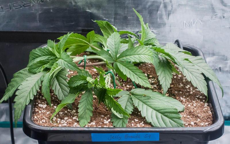 Jelly Breath S1. Week 4 - day23