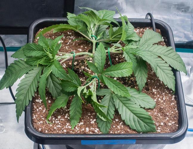 Jelly Breath S1. Week 4 - day23