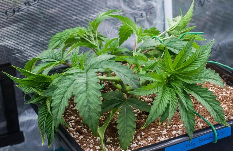 Jelly Breath S1. Week 4 - day27