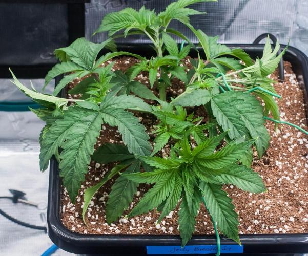 Jelly Breath S1. Week 4 - day27