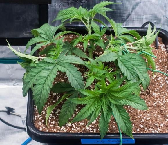 Jelly Breath S1. Week 4 - day27