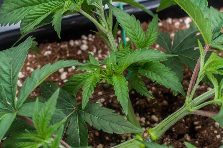 Jelly Breath S1. Week 4 - day27